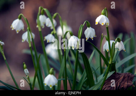 Flocon de neige de printemps Leucojum vernum Banque D'Images