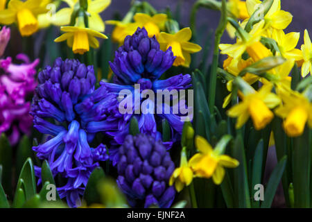 Jacinthe, jonquilles fleurs Banque D'Images