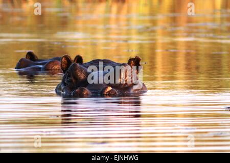 Hippo au Botswana Banque D'Images