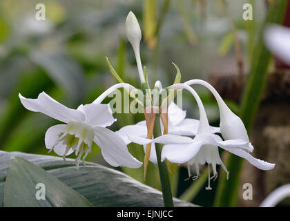 Amazon Lily - Eucharis amazonica originaire du Pérou Banque D'Images