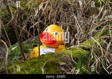 Martin simple, Rufford, Southport, Royaume-Uni 30 mars, 2015. Rencontres étranges au Wildfowl & Wetland Centre que attractions apparaissent dans les scénarios peu probable pour les vacances de Pâques Duck Hunt. La chasse au canard géant annuel a lieu avec des clients à la recherche de canards en caoutchouc coloré nommé dans les motifs de la réserve. Credit : Mar Photographics/Alamy Live News Banque D'Images