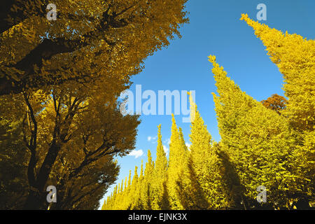 Les arbres de Ginkgo Biloba Banque D'Images