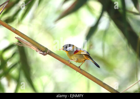 Red-Billed Leiothrix Banque D'Images