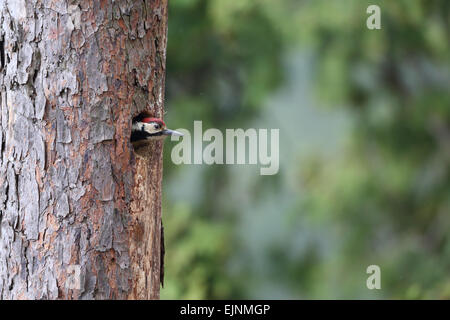 Great Spotted Woodpecker Banque D'Images