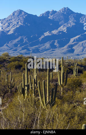 Cactus géant Saguaro National Park dans le quartier Rincon Mountain en Arizona USA Banque D'Images