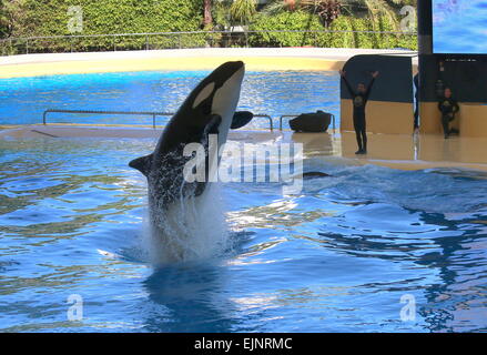 Épaulard effectuant à Tenerife Loro Parque's Orca Show, faire un saut hors de l'eau élevé, les formateurs en arrière-plan Banque D'Images