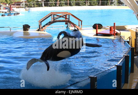 Épaulard effectuant à Tenerife Loro Parque's Orca Show, faire un saut hors de l'eau élevé Banque D'Images