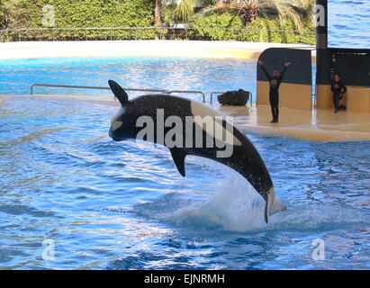 Épaulard effectuant à Tenerife Loro Parque's Orca Show, faire un saut hors de l'eau élevé Banque D'Images