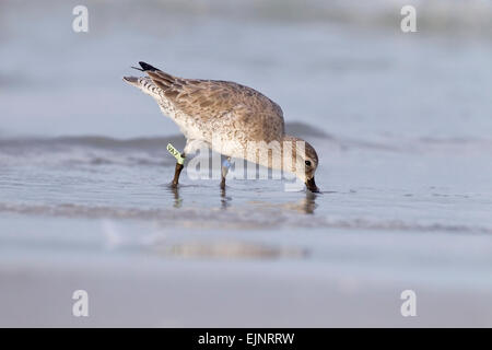 Bécasseau maubèche (Calidris canutus) portant des adultes bande recherche ou tag, marcher dans l'eau peu profonde, Florida, USA Banque D'Images