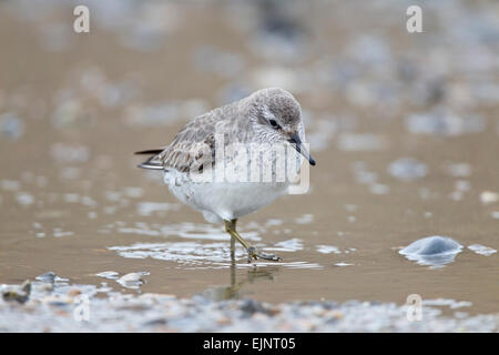 Bécasseau maubèche (Calidris canutus) marcher dans l'eau peu profonde, Norfolk, Angleterre, Royaume-Uni Banque D'Images