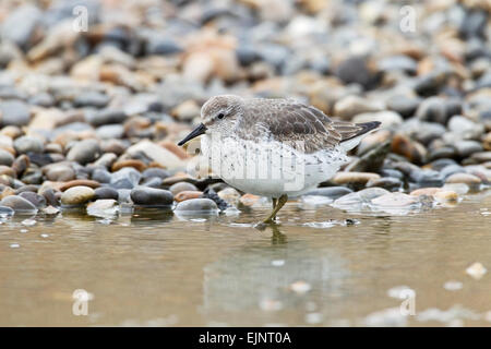 Bécasseau maubèche (Calidris canutus) marcher dans l'eau peu profonde, Norfolk, Angleterre, Royaume-Uni Banque D'Images