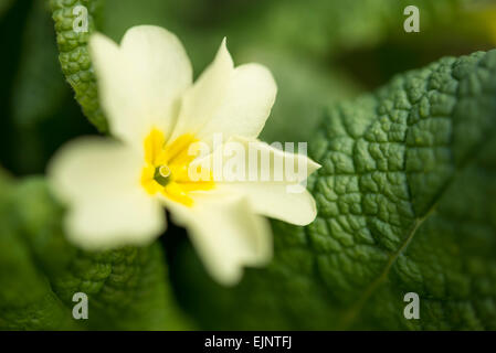 Dans les tons de jaune Primevère en close up avec des feuilles vertes. Une belle fleur de printemps. Banque D'Images