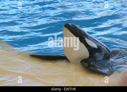 Épaulard effectuant à Tenerife Loro Parque's Show Orca, près du bord de la piscine Banque D'Images