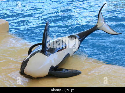 Jeune épaulard effectuant à Tenerife Loro Parque Orca's Show Banque D'Images