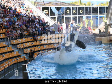 Morgan Orque sautant hors de l'eau élevé à Tenerife Loro Parque's Orca Show, acclamations de l'auditoire Banque D'Images