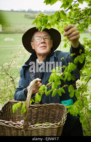 Un butineur avec un panier atteignant jusqu'à ramasser les feuilles d'un arbre. Banque D'Images
