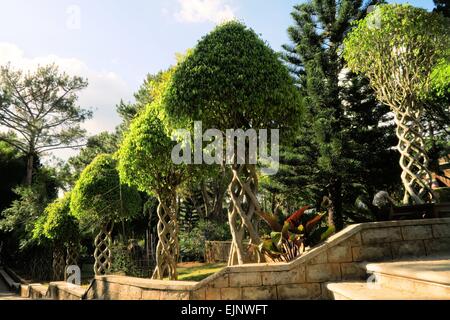 Les arbres avec des branches entrelacées comme helix dans jardin Banque D'Images