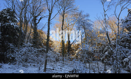 L'hiver dans le comté de Durham Castle Eden Dene Banque D'Images