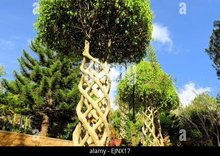 Les arbres avec des branches entrelacées comme helix dans jardin Banque D'Images