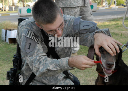 La CPS. Ruben Pop, un infirmier de la Compagnie C, troupes spéciales bataillon, 2e Brigade d'aider et de conseiller, 1re Division d'infanterie, United States Division - Centre et un natif de Houston, brosses les dents du timer, un chien de travail avec la 11e Division de l'armée iraquienne. Joey et trois autres chiens de travail ont été héritées par le 11e IA Div. d'une entreprise contractante et sont maintenant re-formés par les soldats de la Brigade de la Dague de travailler avec 11e IA Div. manutentionnaires pour détecter les engins explosifs. Le Sgt. Daniel Stoutamire, 2e Aab, 1er Inf. Div., USD-C Banque D'Images