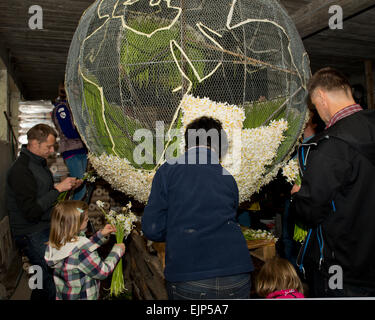 Blumen stecken als Vorbereitung für das Narzissenfest, Grundlsee, Salzkammergut, Styrie, Autriche Banque D'Images