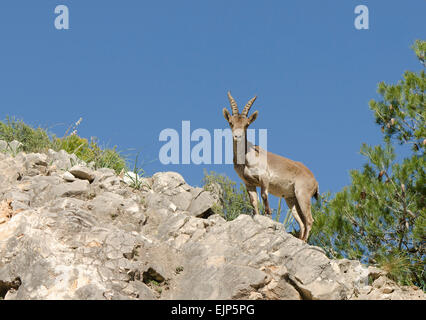 Un jeune bouquetin ibérique, Espagnol, Espagnol ibex chèvre sauvage, ou chèvre sauvage ibérique (Capra pyrenaica). L'Andalousie, espagne. Banque D'Images