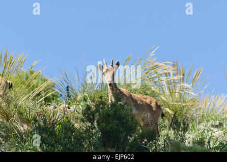 Un jeune bouquetin ibérique, Espagnol, Espagnol ibex chèvre sauvage, ou chèvre sauvage ibérique (Capra pyrenaica). L'Andalousie, espagne. Banque D'Images