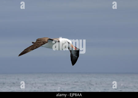 Merle noir en vol sud de l'Océan Atlantique Banque D'Images