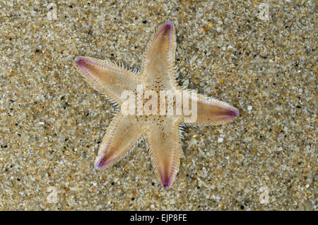 - Astropecten irregularis Étoile de sable Banque D'Images