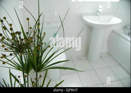 Plante d'intérieur salle de bains baignoire lavabo suite blanc chrome chasse murs carrelés de céramique pour nouvelle construction constructeur de maison de vente Banque D'Images