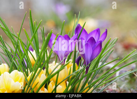 La photo en gros plan de fleur de crocus mauve Banque D'Images