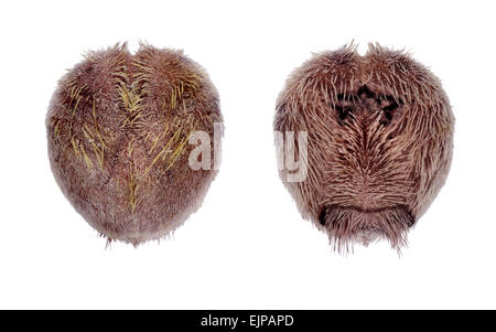 Purple Heart Urchin - Spatangus purpureus Banque D'Images