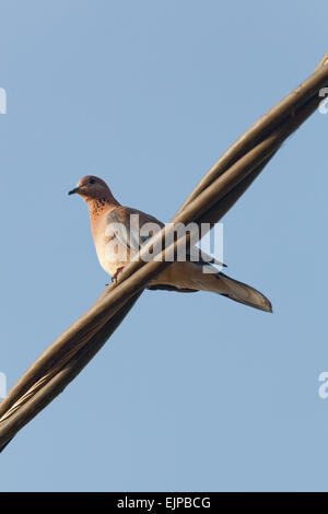 Rire, Palm ou le Sénégal Dove (Spilopelia senegalensis). L'accroupissement sur une clôture en bois. Le Ghana. L'Afrique de l'Ouest. Banque D'Images