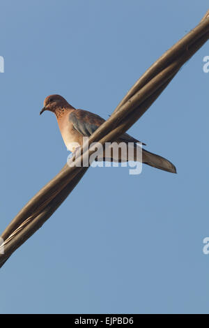 Rire, Palm ou le Sénégal Dove (Spilopelia senegalensis). L'accroupissement sur une ligne électrique aérienne. Le Ghana. L'Afrique de l'Ouest. Banque D'Images