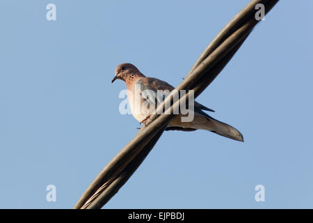 Rire ou Sénégal Dove (Spilopelia senegalensis). L'accroupissement sur une ligne électrique aérienne. Le Ghana. L'Afrique de l'Ouest. Banque D'Images