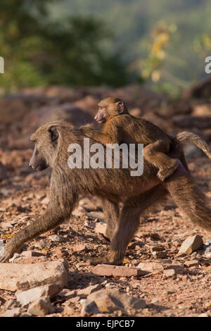 Huile d'olive ou de babouins (Papio Anubis Anubis). Femme transportant les jeunes, "pig-a-retour'. Mole National Park. Le Ghana. L'Afrique de l'Ouest. Banque D'Images