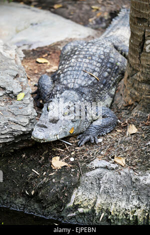 Grand crocodile allongé sur le sol est photographié close-up Banque D'Images