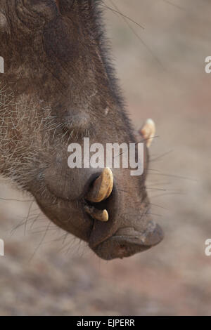 Phacochère (Phacochoerus africanus). Vue latérale des mâchoires supérieure et inférieure montrant défenses. Banque D'Images