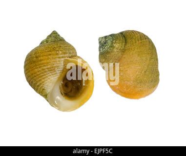 Bigorneau rugueux - Littorina saxatilis Banque D'Images