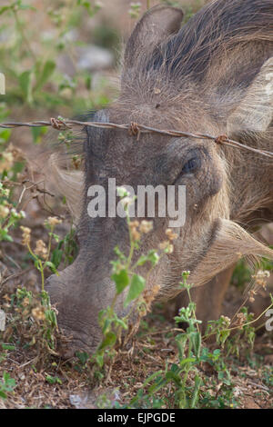 Phacochère (Phacochoerus africanus). "Voir des animaux, l'herbe est plus verte de l'autre côté d'une clôture en fil barbelé' . Banque D'Images