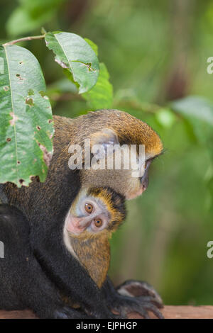 Singe Mona et les jeunes (Cercopithecus mona), et l'enfant. Les animaux sauvages. Le Ghana. L'Afrique de l'Ouest. Banque D'Images