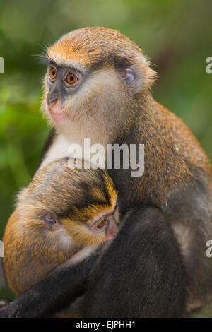 Singe Mona, femme et jeune (Cercopithecus mona), et le bébé. Les animaux sauvages. Le Ghana. L'Afrique de l'Ouest. Banque D'Images