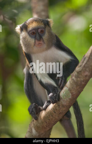 Singe Mona (Cercopithecus mona). Portrait. Le Ghana. L'Afrique de l'Ouest. Banque D'Images