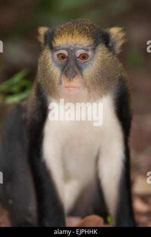 Singe Mona (Cercopithecus mona). Animal sauvage. Le Ghana. L'Afrique de l'Ouest. Banque D'Images