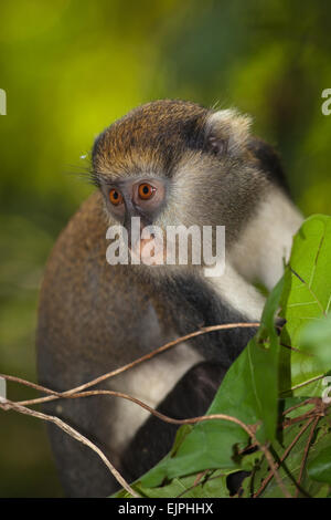 Singe Mona (Cercopithecus mona). Animal sauvage. Le Ghana. L'Afrique de l'Ouest. Banque D'Images