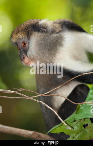 Singe Mona (Cercopithecus mona). Animal sauvage. Le Ghana. L'Afrique de l'Ouest. Banque D'Images