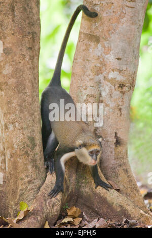 Singe Mona (Cercopithecus mona). Animal sauvage. Le Ghana. L'Afrique de l'Ouest. Banque D'Images