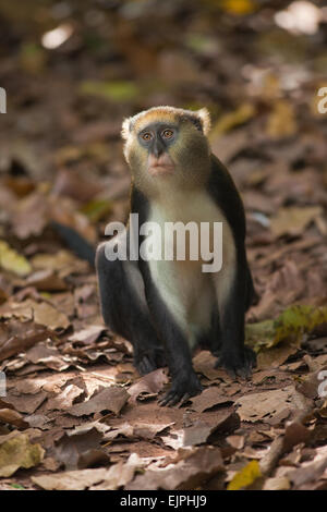 Singe Mona (Cercopithecus mona). Animal sauvage. Le Ghana. L'Afrique de l'Ouest. Banque D'Images