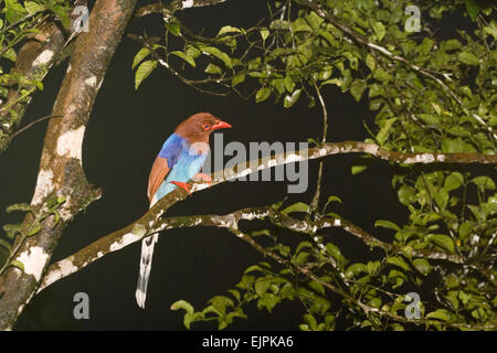 Sri Lanka (Urocissa ornata Pie bleue). En voie de disparition, endémique. La réserve forestière de Sinharaja Rain. Le Sri Lanka. Joe Blossom Banque D'Images