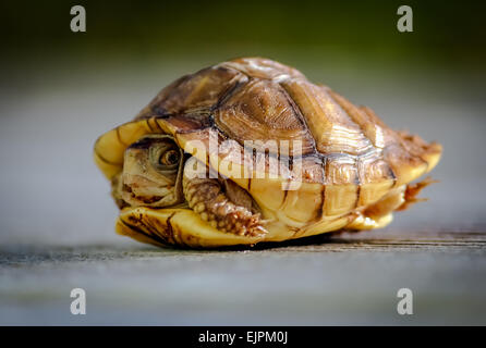 Cacher bébé tortue en coquille Banque D'Images